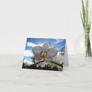 Tarjeta en blanco, flor orquídea