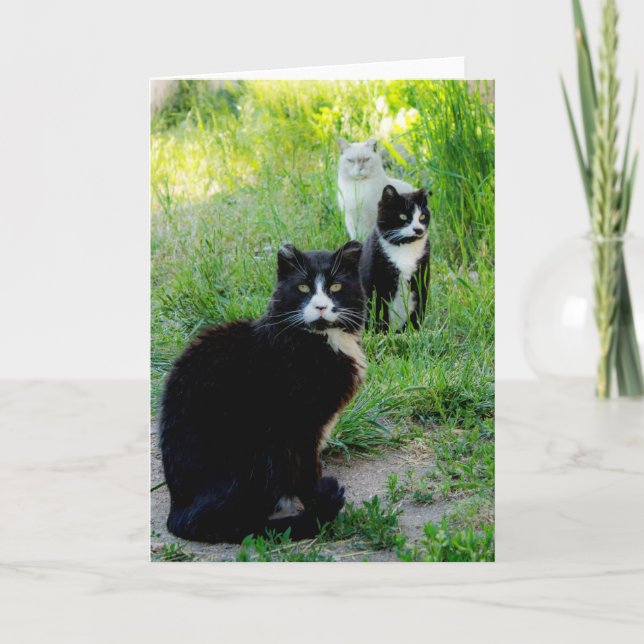 Tarjeta en blanco - Foto de gato "Trio", gatos fer (Anverso)