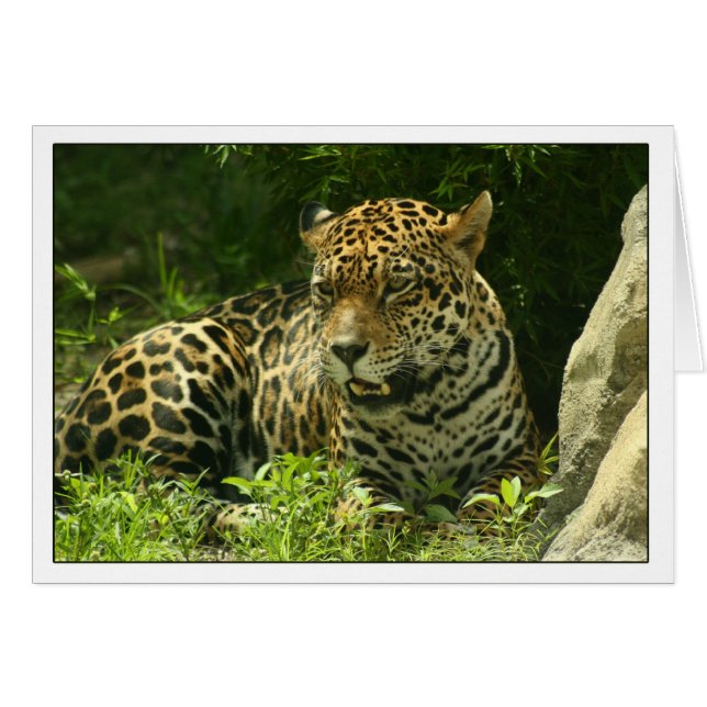 Tarjeta en blanco - Foto de Jaguar (Anverso (Horizontal))