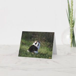 Tarjeta en blanco, gato