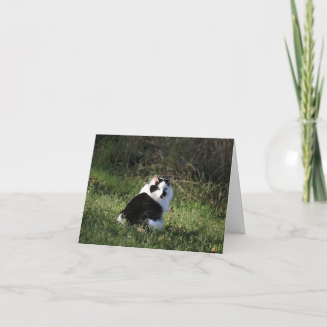 Tarjeta en blanco, gato (Anverso)