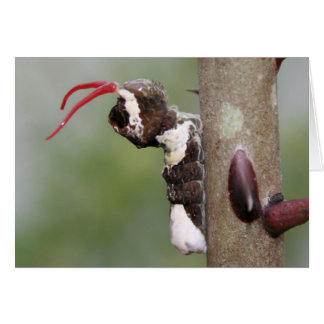 Tarjeta en blanco gigante de mariposa de cola de i