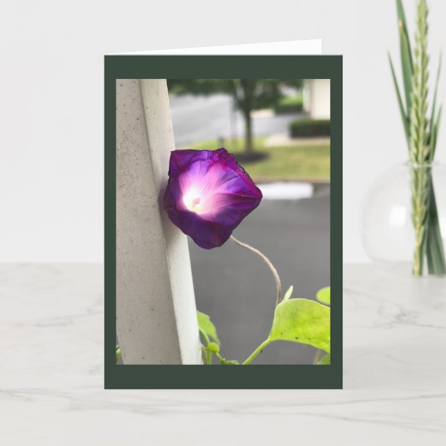 Tarjeta en Blanco Gloria de la Mañana Magenta (Anverso)