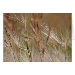 Tarjeta en blanco - Grasas de plumas
