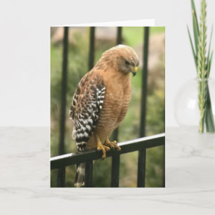 Tarjeta en blanco, Hawk