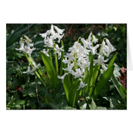Tarjeta en blanco Hyacinths