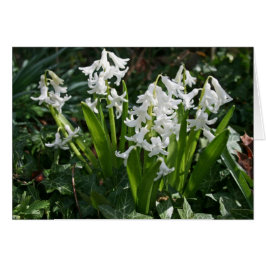 Tarjeta en blanco Hyacinths