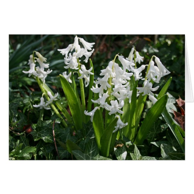 Tarjeta en blanco Hyacinths (Anverso (Horizontal))