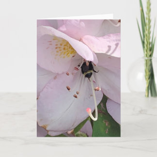 Tarjeta en blanco inferior de abeja