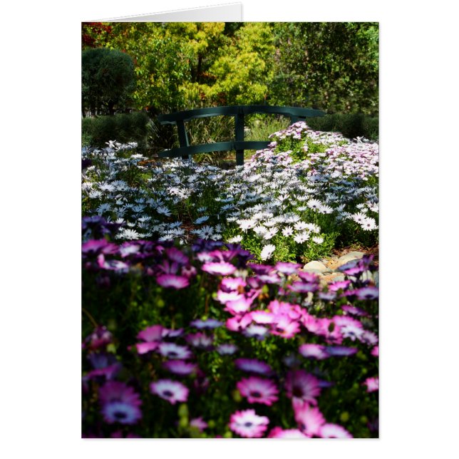 Tarjeta en blanco, margaritas africanas (Frente)