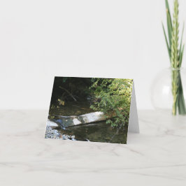 Tarjeta en blanco, Muir Woods