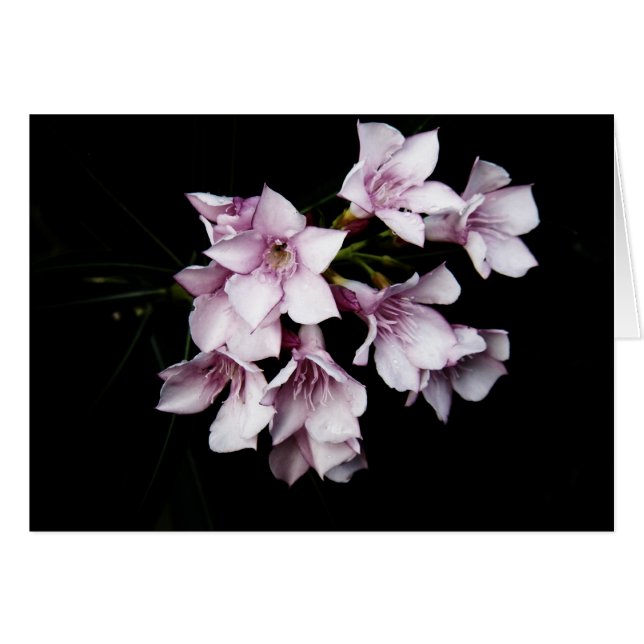 Tarjeta en blanco - Oleander rosado (Anverso (Horizontal))