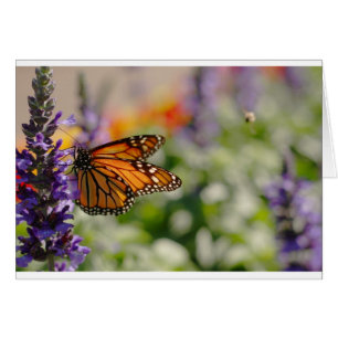Tarjeta en blanco para alimentación de mariposa mo