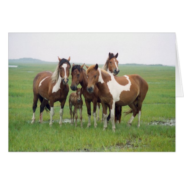 Tarjeta en blanco para caballos de la isla de Assa (Anverso (Horizontal))