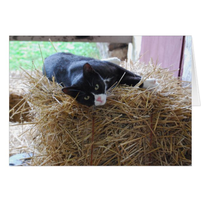 Tarjeta en blanco para el gato de Tuxedo (Anverso (Horizontal))