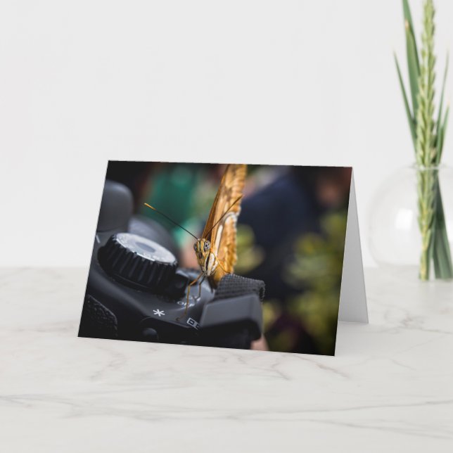 Tarjeta en blanco para fotógrafo de mariposa (Anverso)