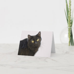 Tarjeta en blanco para gato negro por foco por cau