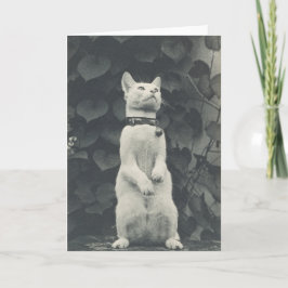 Tarjeta en blanco para la fotografía del gato del 