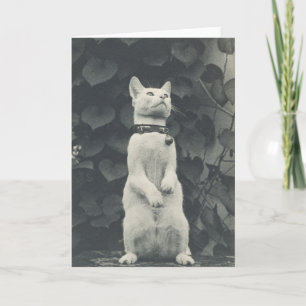 Tarjeta en blanco para la fotografía del gato del