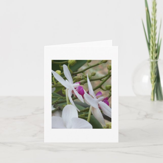 Tarjeta en blanco para las orquídeas de polillas m (Anverso)