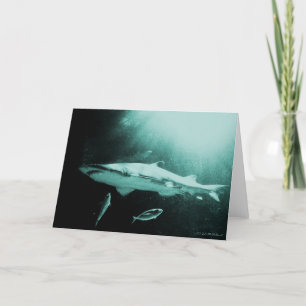Tarjeta en blanco para tiburones Mako