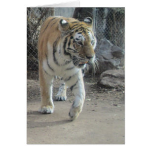 Tarjeta en blanco Prancing del tigre