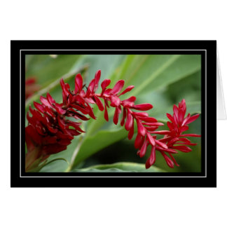 Tarjeta en blanco roja de la planta tropical