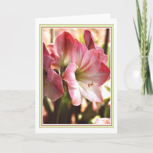 Tarjeta en blanco roja y blanca del Amaryllis (Anverso)