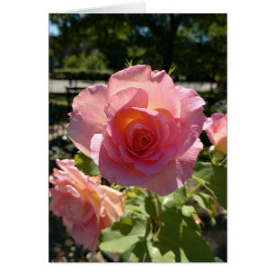 Tarjeta en blanco Rosa de té rosado radiante