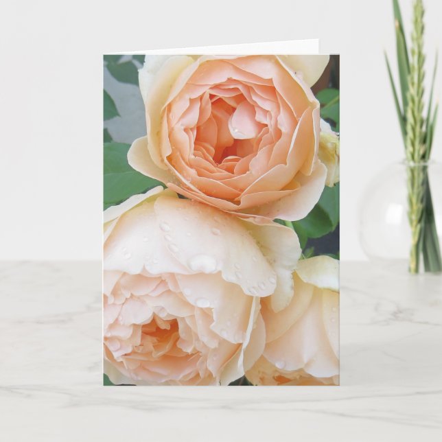 Tarjeta en blanco Rosa 'Jude el Oscuro' (Anverso)