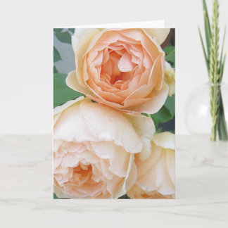 Tarjeta en blanco Rosa 'Jude el Oscuro'