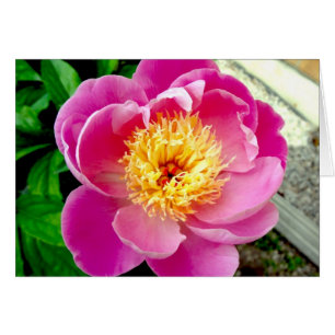 Tarjeta en blanco rosada de flores peony