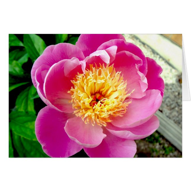 Tarjeta en blanco rosada de flores peony (Anverso (Horizontal))