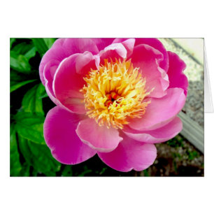 Tarjeta en blanco rosada de flores peony