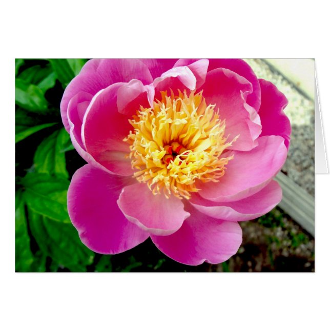 Tarjeta en blanco rosada de flores peony (Anverso (Horizontal))