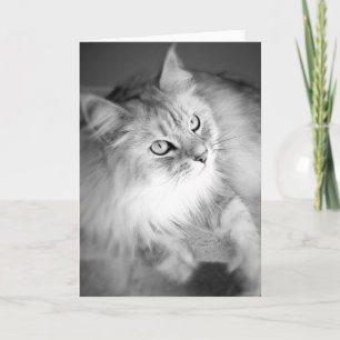 Tarjeta en blanco sensacional siberiana