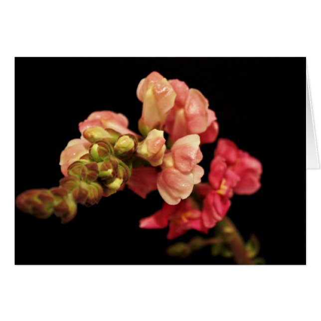 Tarjeta en blanco 'Snapdragon' (Anverso (Horizontal))