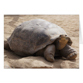 Tarjeta en blanco sonriente de la tortuga