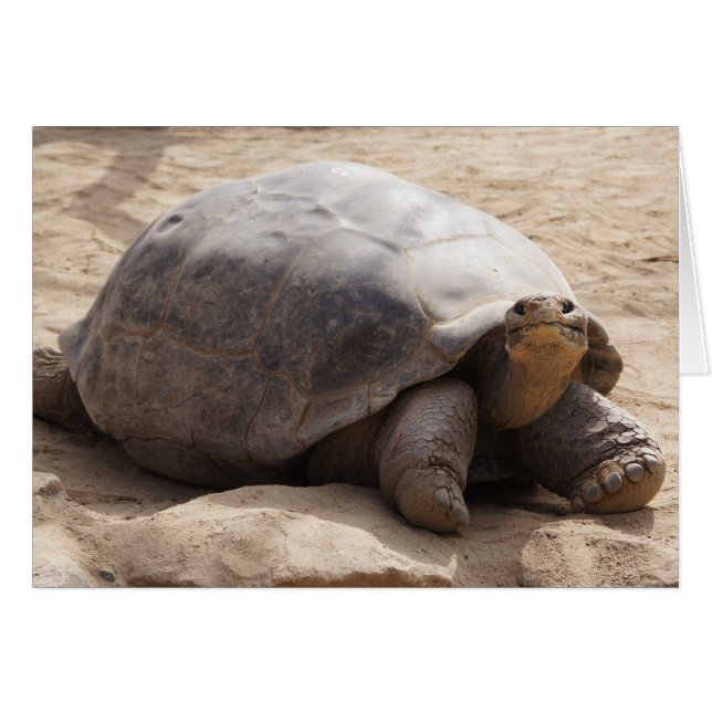 Tarjeta en blanco sonriente de la tortuga (Anverso (Horizontal))