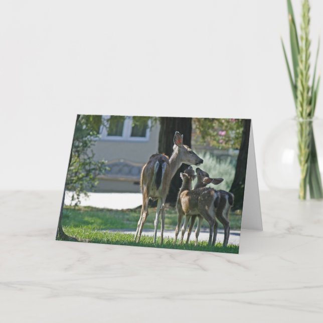 Tarjeta en blanco, venado bebé (Anverso)