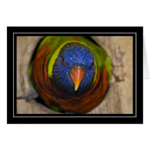 Tarjeta en blanco Verde-Naped de Lorikeet