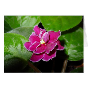 Tarjeta en blanco violeta rosada africana