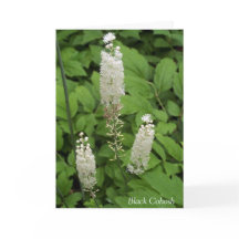 En fragrante cita de flores de jardín de amistad