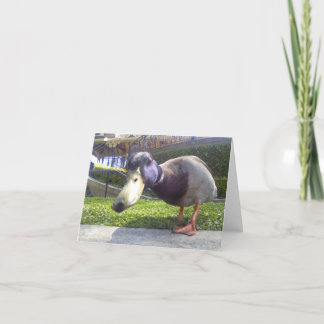 Tarjeta "Encuentro del pato "