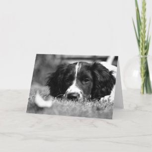 Tarjeta English Springer Spaniel