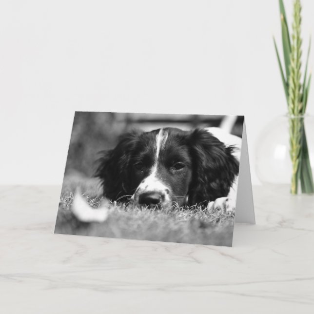 Tarjeta English Springer Spaniel (Anverso)