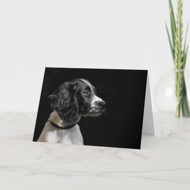 Tarjeta English Springer Spaniel (Anverso)