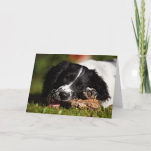 Tarjeta English Springer Spaniel