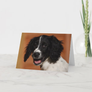 Tarjeta English Springer Spaniel