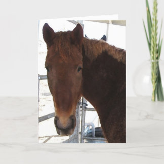 Tarjeta Enhorabuena - caballo que camina de TWH -